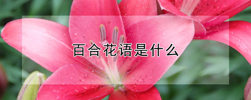 百合花语是什么