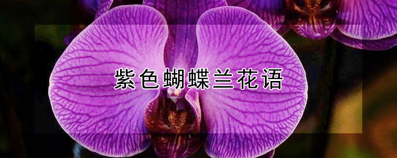紫色蝴蝶兰花语