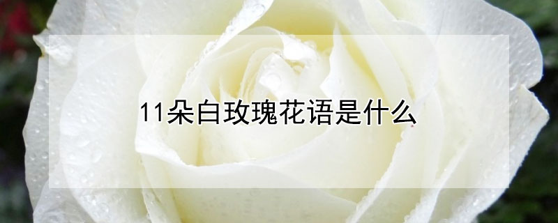 11朵白玫瑰花语是什么