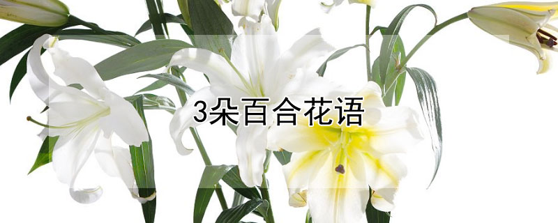 3朵百合花语