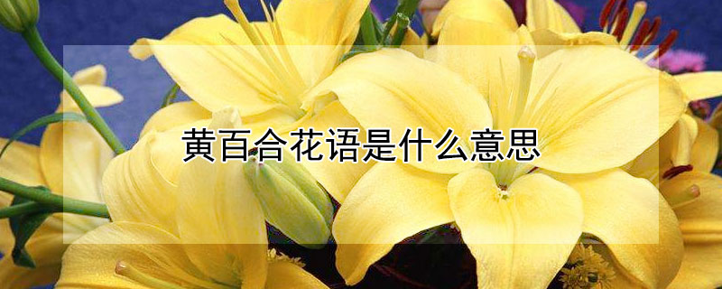 黄百合花语是什么意思