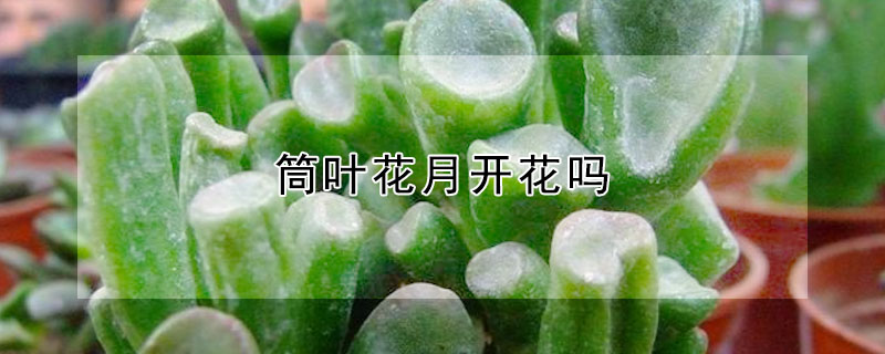 筒叶花月开花吗