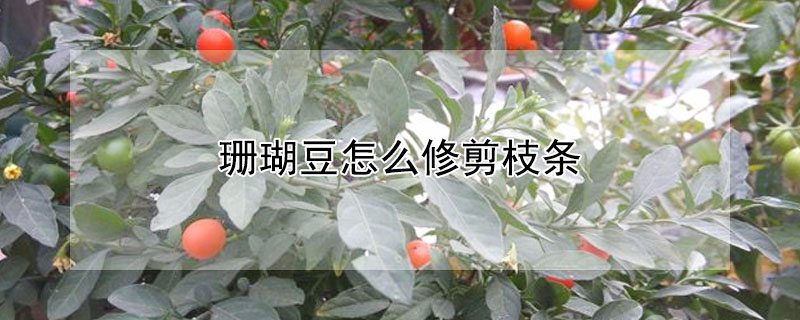 珊瑚豆怎么修剪枝条