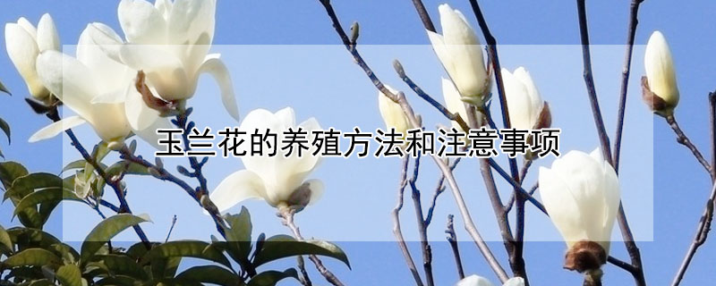 玉兰花的养殖方法和注意事项