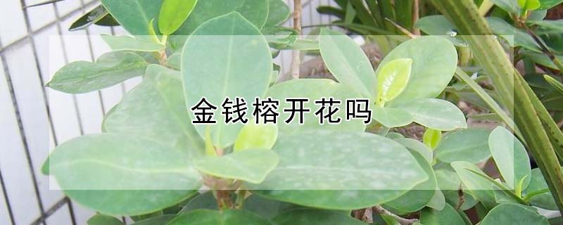 金钱榕开花吗