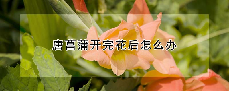 唐菖蒲开完花后怎么办