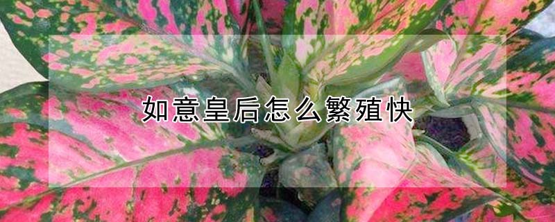 如意皇后怎么繁殖快