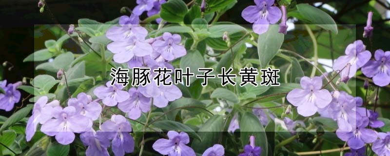 海豚花叶子长黄斑