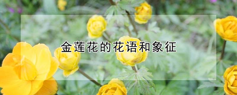 金莲花的花语和象征