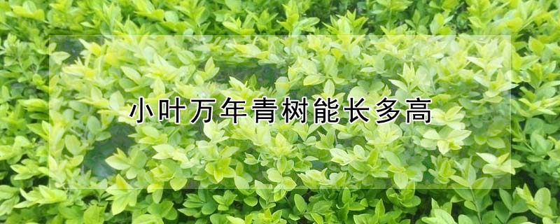 小叶万年青树能长多高