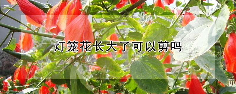 灯笼花长大了可以剪吗