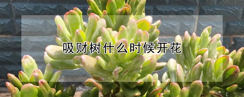 吸财树什么时候开花