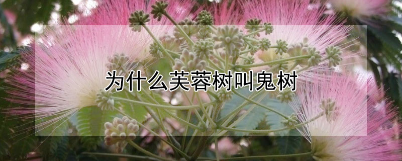 为什么芙蓉树叫鬼树