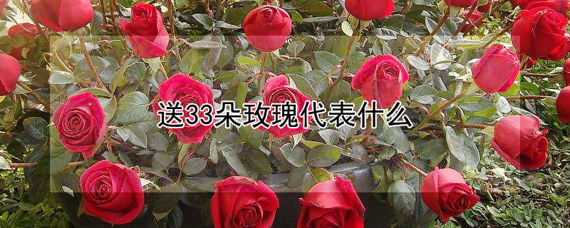送33朵玫瑰代表什么