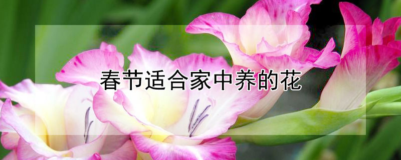 春节适合家中养的花