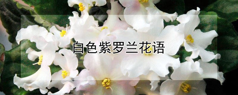 白色紫罗兰花语
