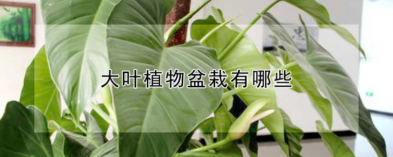 大叶植物盆栽有哪些