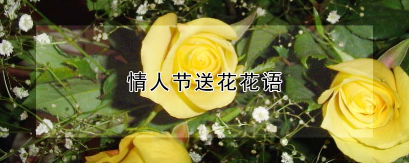 情人节送花花语