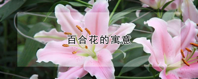 百合花的寓意