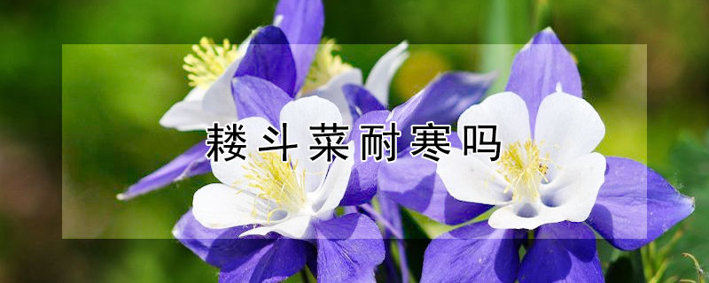 耧斗菜耐寒吗