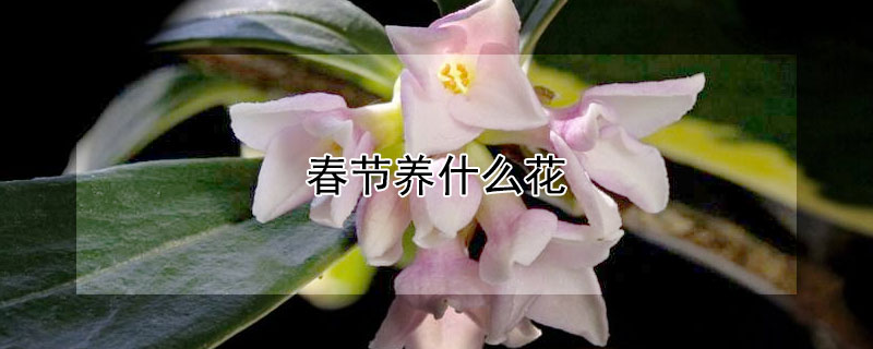 春节养什么花