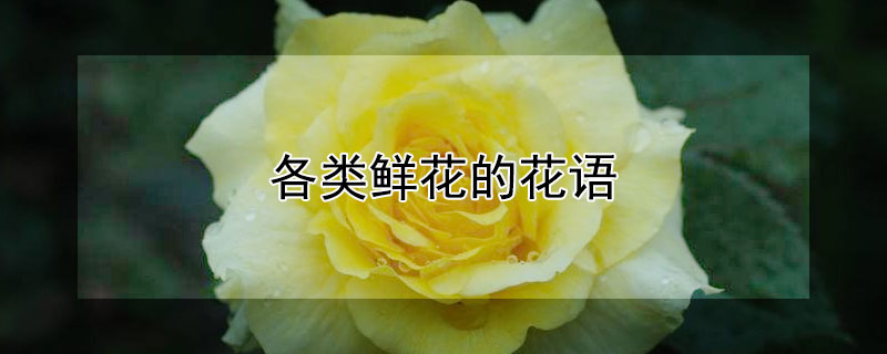 各类鲜花的花语