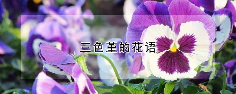 三色堇的花语