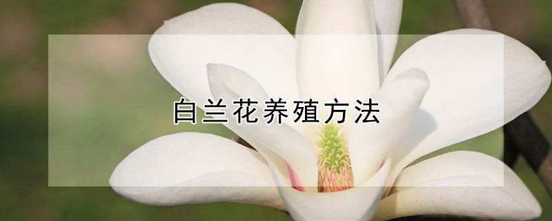 白兰花养殖方法