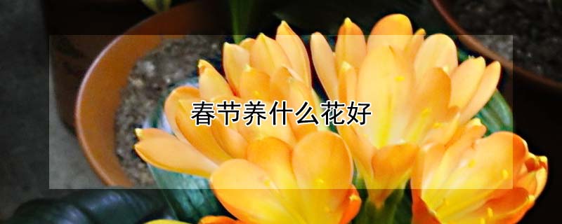 春节养什么花好