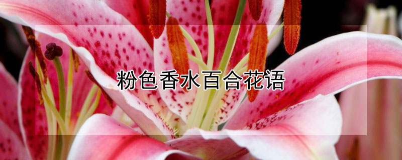 粉色香水百合花语