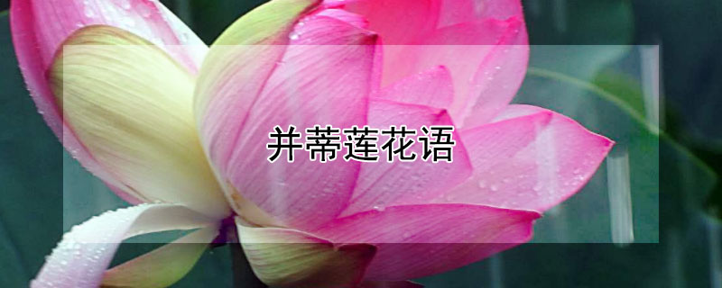 并蒂莲花语