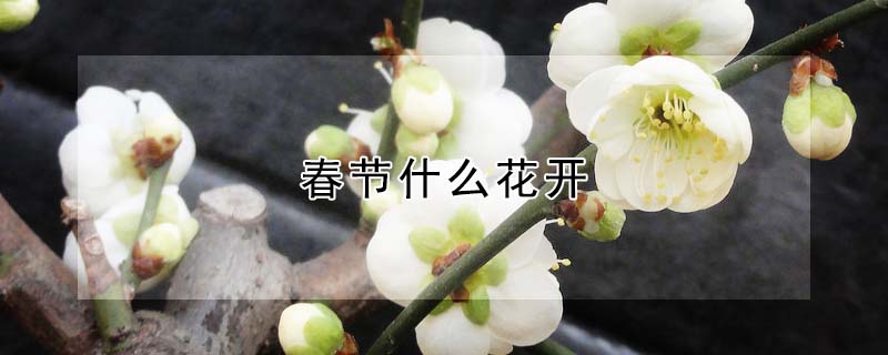 春节什么花开