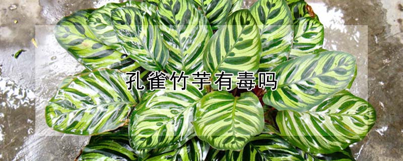 孔雀竹芋有毒吗