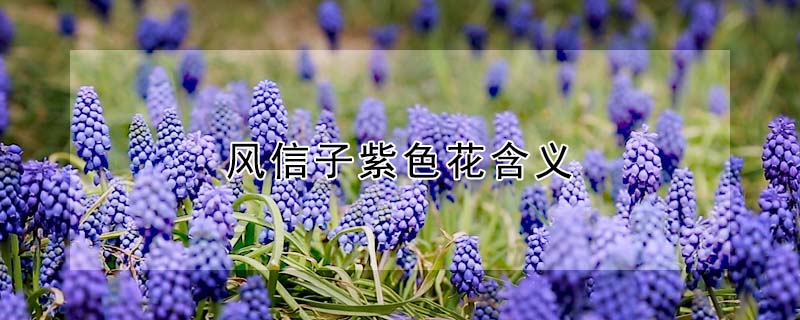 风信子紫色花含义