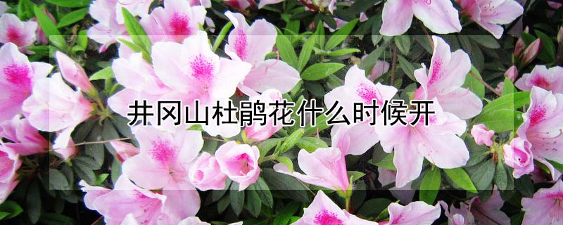 井冈山杜鹃花什么时候开