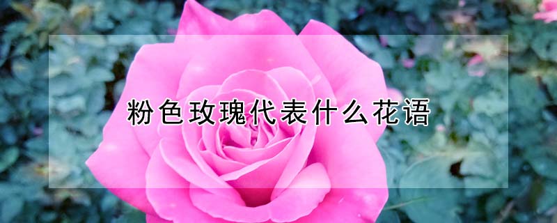 粉色玫瑰代表什么花语