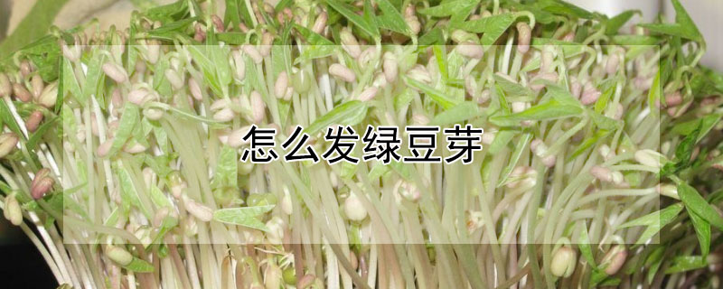 怎么发绿豆芽