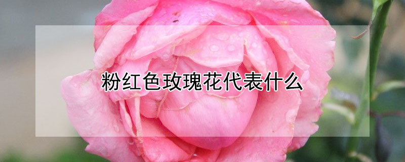 粉红色玫瑰花代表什么