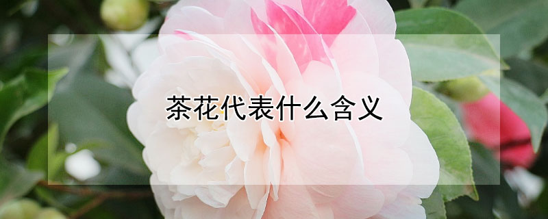 茶花代表什么含义