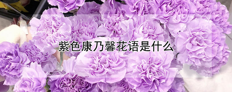 紫色康乃馨花语是什么