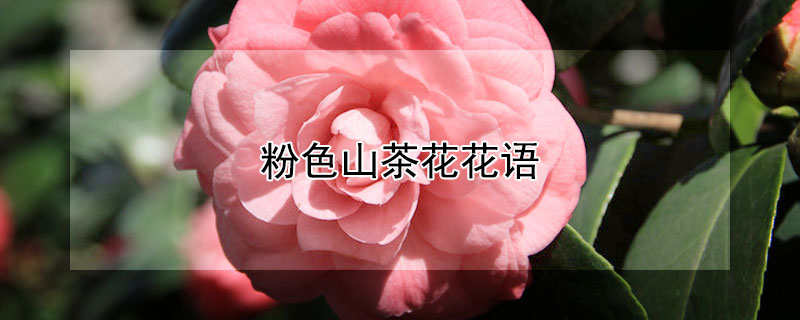 粉色山茶花花语