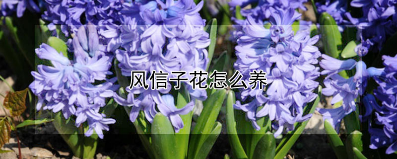 风信子花怎么养