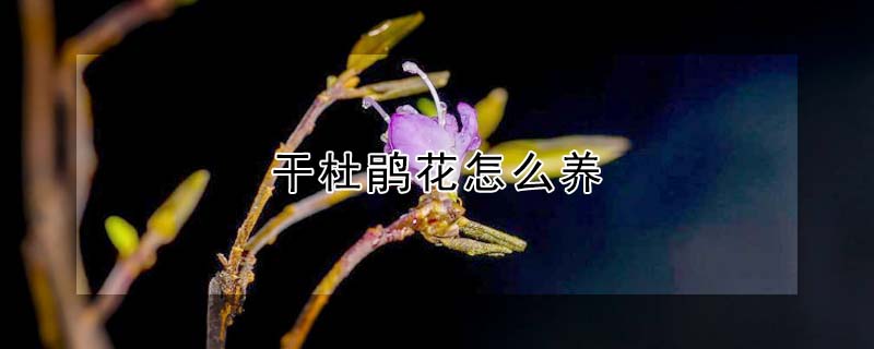 干杜鹃花怎么养