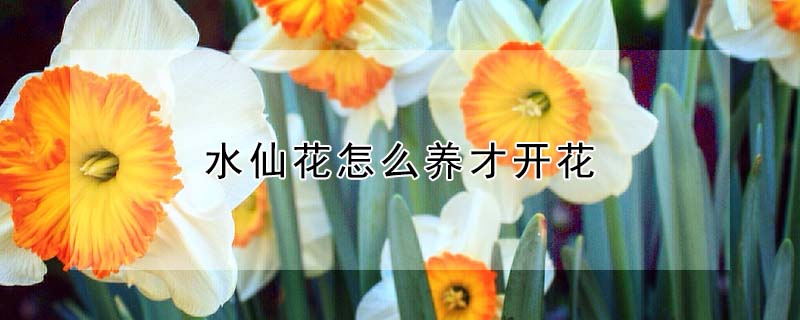 水仙花怎么养才开花 —【发财农业网】