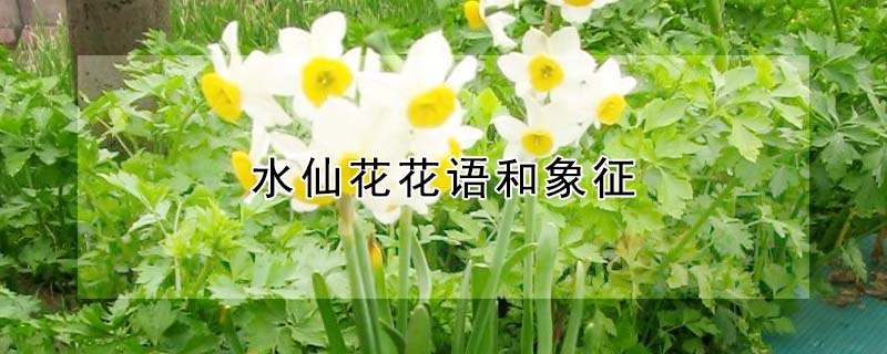 水仙花花语和象征