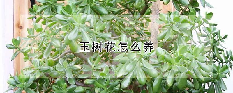 玉树花怎么养