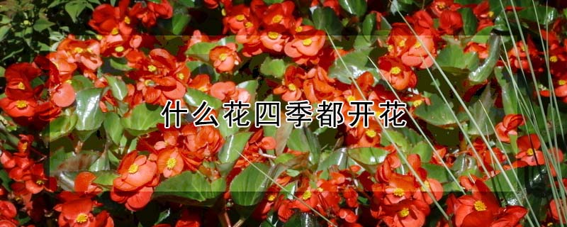 什么花四季都开花