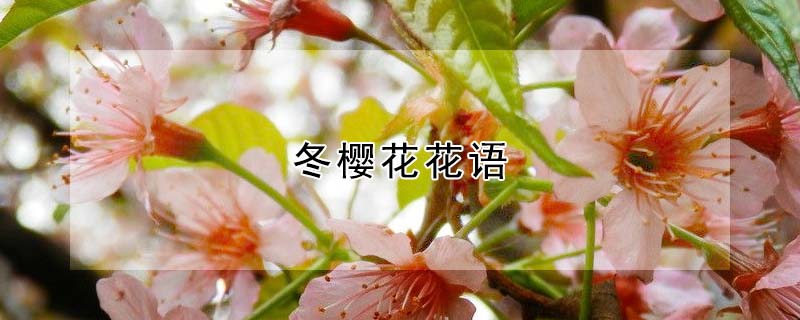 冬樱花花语