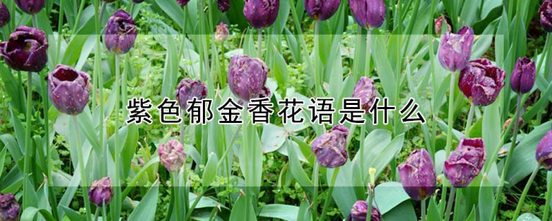 紫色郁金香花语是什么