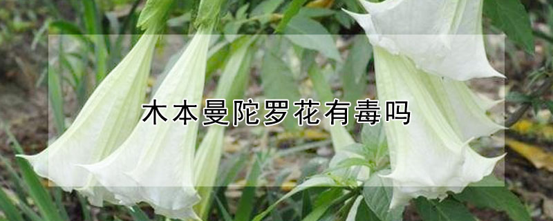 木本曼陀罗花有毒吗